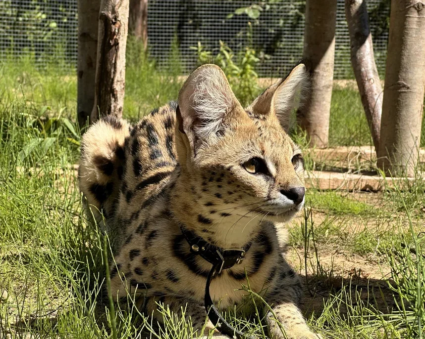 Фото Эко-ферма Тишь да Крышь - Зоопарки / Фермы / Океонариумы в Москве | Досугатор